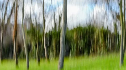 ICM , Intensional Camera Movement by the Forest Stock Photos