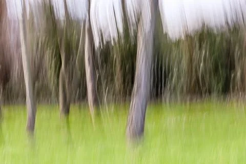 ICM , Intentional Camera Movement by the Forest Stock Photos
