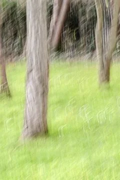 ICM , Intentional Camera Movement by the Forest Stock Photos