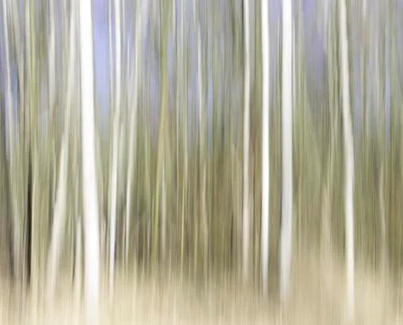 Icm technique of birch trees Stock Photos