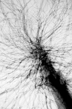 ICM of tree. Stock Photos