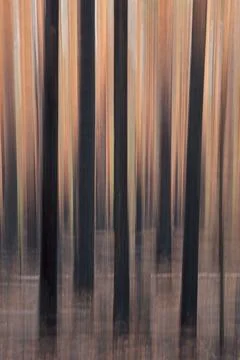 ICM of tree trunks. Stock Photos