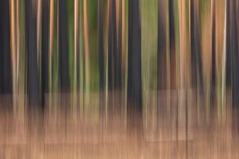 ICM of tree trunks. Stock Photos