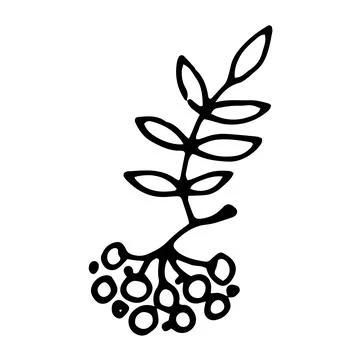Icon in a bunch of mountain ash drawing. a hand-drawn tree branch with ROWAN Stock Illustration