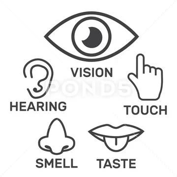 Icon human senses: vision, smell, hearing, touch, taste. Icons sense ...