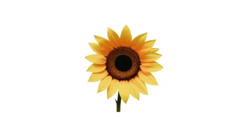 The icon of an isolated sunflower on a green background Stock Footage 286371184