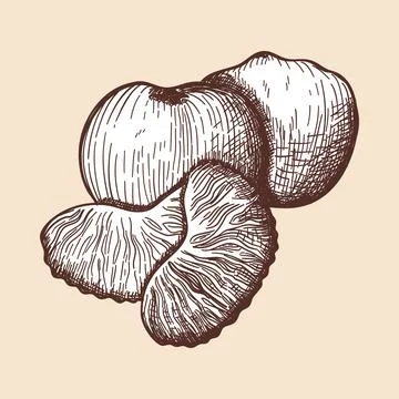 Icon Of Mandarin Stock Illustration