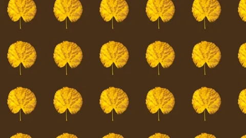 Icon repeat Leaf yellow Stock Footage 335938753