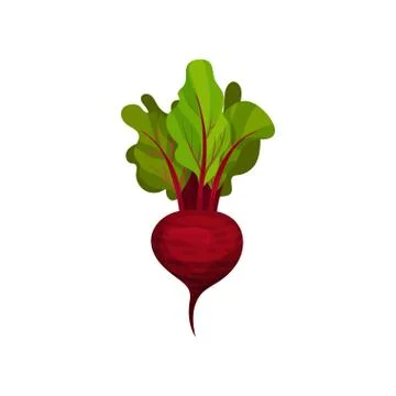 Icon of ripe beetroot with big green leaves. Organic and healthy vegetable Stock Illustration