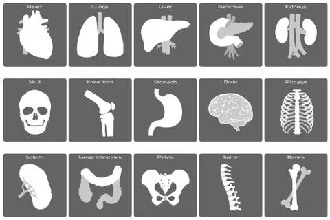 Icon set of different organs Stock Illustration