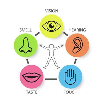 Icon set of five human senses: vision, smell, hearing, touch, taste in flat s Illustrazione stock