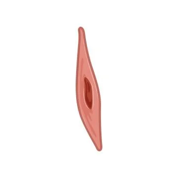 Icon of smooth muscle cell under microscope. Human anatomy concept. Flat vector Illustrazione stock