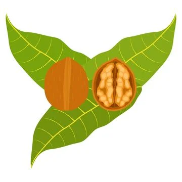 Icon walnuts Stock Illustration