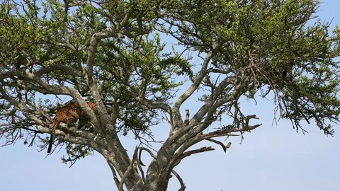 Iconic African Leopard on a Tree Branch in Maasai Mara National Reserve Kenya Video stock 341434825
