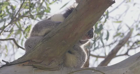 Iconic Australian Koala Sitting on Fork of Gum Tree Vídeo Stock 329956261
