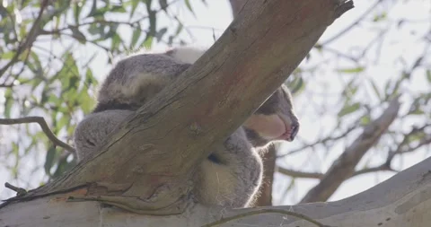Iconic Australian Koala Sleeping on Fork of Gum Tree 스톡 동영상 329956215