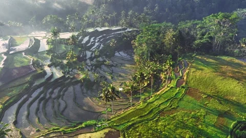 Iconic Bali terraced rice fields on a foggy morning, aerial view of Indonesian Stock Footage 252157771