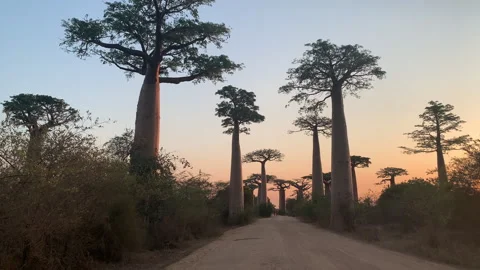 The iconic baobab trees stand tall along a winding road Stock Footage 313957631