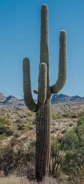 Iconic Cactus Foto stock