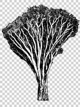 Iconic dragon tree black and white graphic 스톡 사진