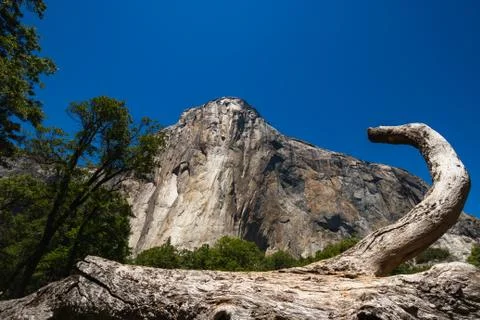 The iconic El Capitan from below during the sunny summer day. Yosemite Valley Stock Photos