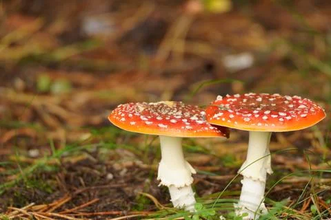 Iconic Fly Agaric Toadstools Thriving on the Forest Floor Stock Photos