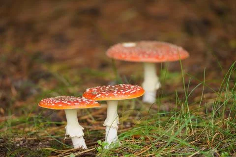 Iconic Fly Agaric Toadstools Thriving on the Forest Floor Stock Photos