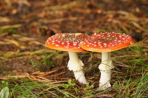 Iconic Fly Agaric Toadstools Thriving on the Forest Floor Stock Photos