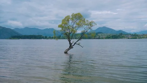 Iconic lone tree of Lake Wanaka Vidéo 228162571