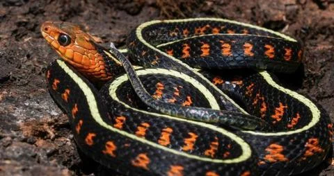 Iconic Mimic Snake Coiled Red Orange Black Yellow Bands Coral Lookalike Wildlife Foto stock