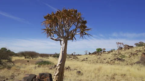 Iconic quiver tree with more trees in the background, Namibia 動画素材 341429939