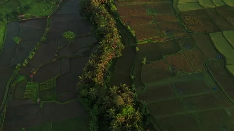 Iconic rice field pattern with golden hour sunlight in Bali, aerial Stock Footage 167715720