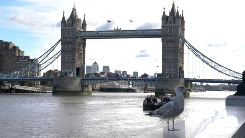 The iconic tower bridge over the thames river and a seagull in london Stock Footage 84048282