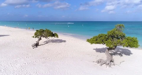 Iconic tree of Aruba on the beach reveal fly over Stock Footage