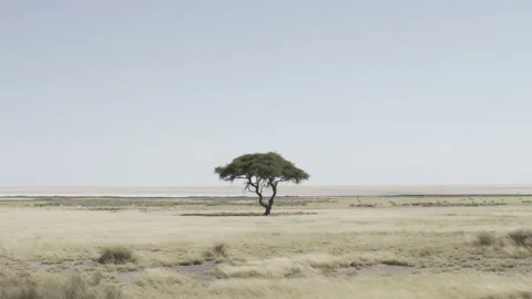 Iconic Tree Etosha Pan 01 Stock Footage 229615824