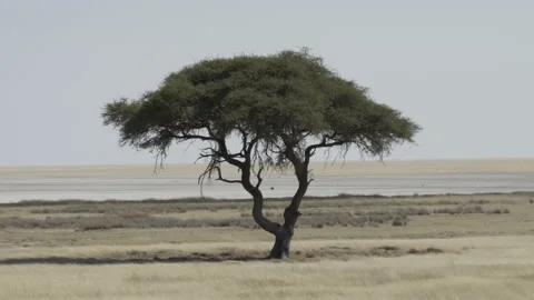 Iconic Tree Etosha Pan 02 Stock Footage 229615840