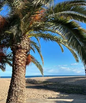 Iconic Tropical Palm Tree on Pristine Sandy Beach Crystal Blue Ocean and Sky Stock Photos
