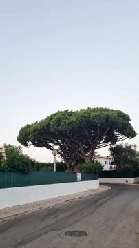 Iconic Umbrella Pine Tree Over Quiet Residential Street 写真素材
