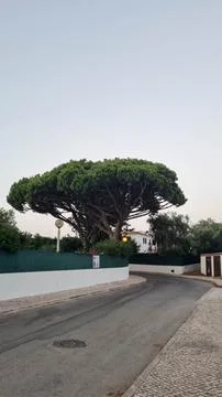 Iconic Umbrella Pine Tree Over Quiet Residential Street Stock Photos