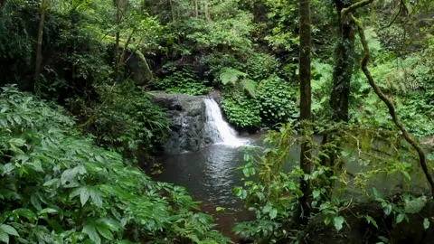 Iconic Waterfall surrounded by Lush Green Ancient Forest in Queenslands Gon.. Stock Footage 282633316