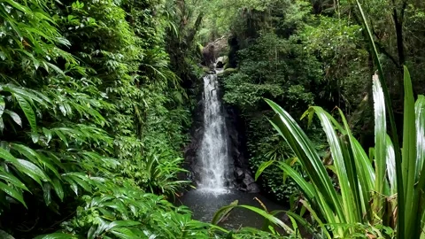 Iconic Waterfall surrounded by Lush Green Ancient Forest in Queenslands Gon.. Stock Footage 282633381