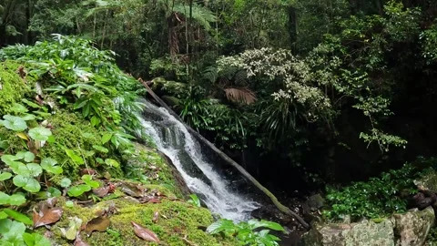 Iconic Waterfall surrounded by Lush Green Ancient Forest in Queenslands Gon.. Stock Footage 282633387