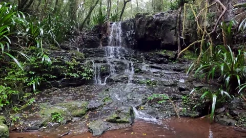Iconic Waterfall surrounded by Lush Green Ancient Forest in Queenslands Gon.. Stock Footage 282633454