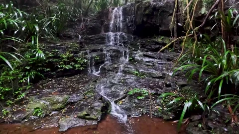 Iconic Waterfall surrounded by Lush Green Ancient Forest in Queenslands Gon.. Stock Footage 282633503
