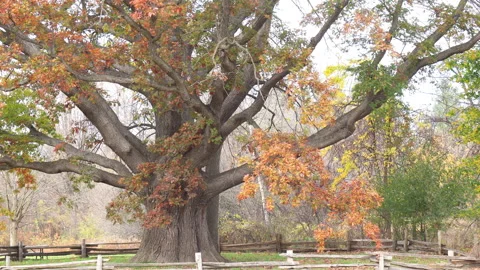 Iconic White Oak Tree in Bronte Creek Provincial Park Stock Footage 292833481