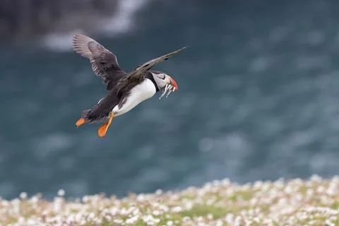 An iconic wild seabird, the  Atlantic Puffin (Fratercula arctica) Stock Photos