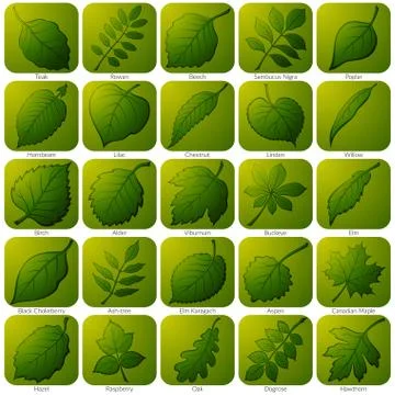 Icons with Leaves, Set Stock Illustration