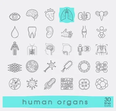Icons presenting various organs of the human body. Stock Illustration