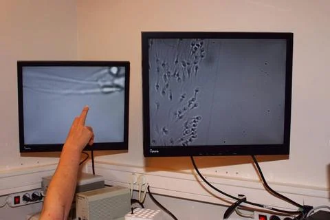 Icsi Medically assisted procreation centre. Biology laboratory. Selection... Stock Photos