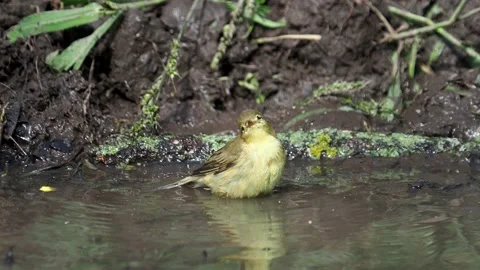 The icterine warbler taking a bath and goldfinch birds drinking water Stock Footage 213510818